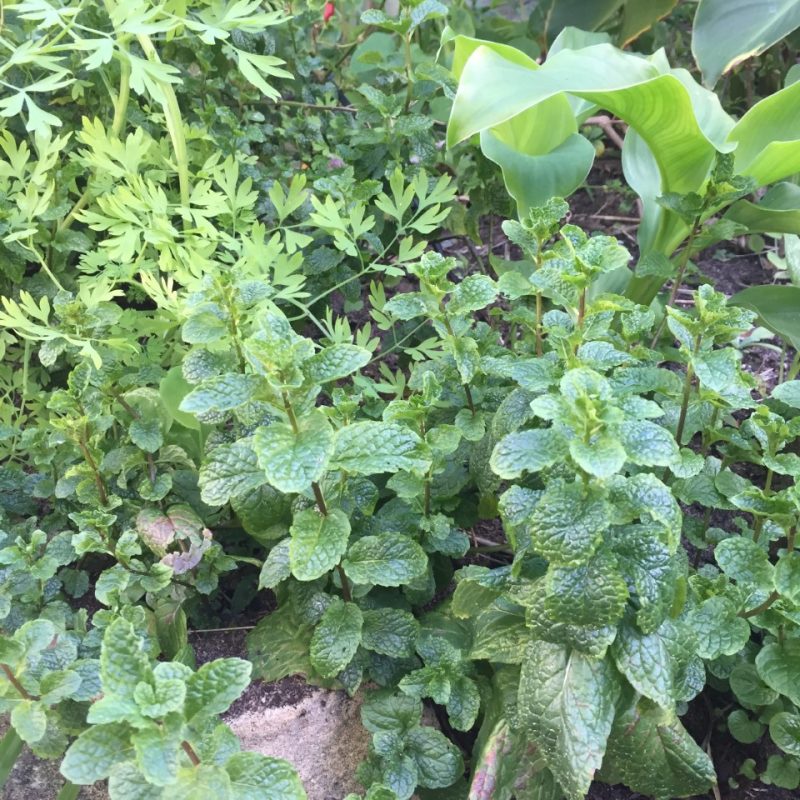 Herbs & Greens - buy fresh Herbs & Greens online