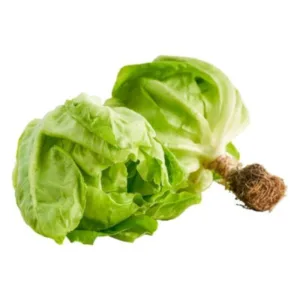Butterhead Lettuce (Hydroponic)