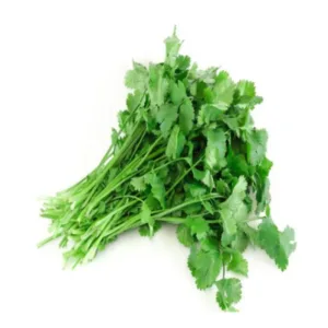 Coriander (hydroponic)