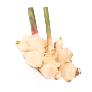 Galangal-Thai-Ginger
