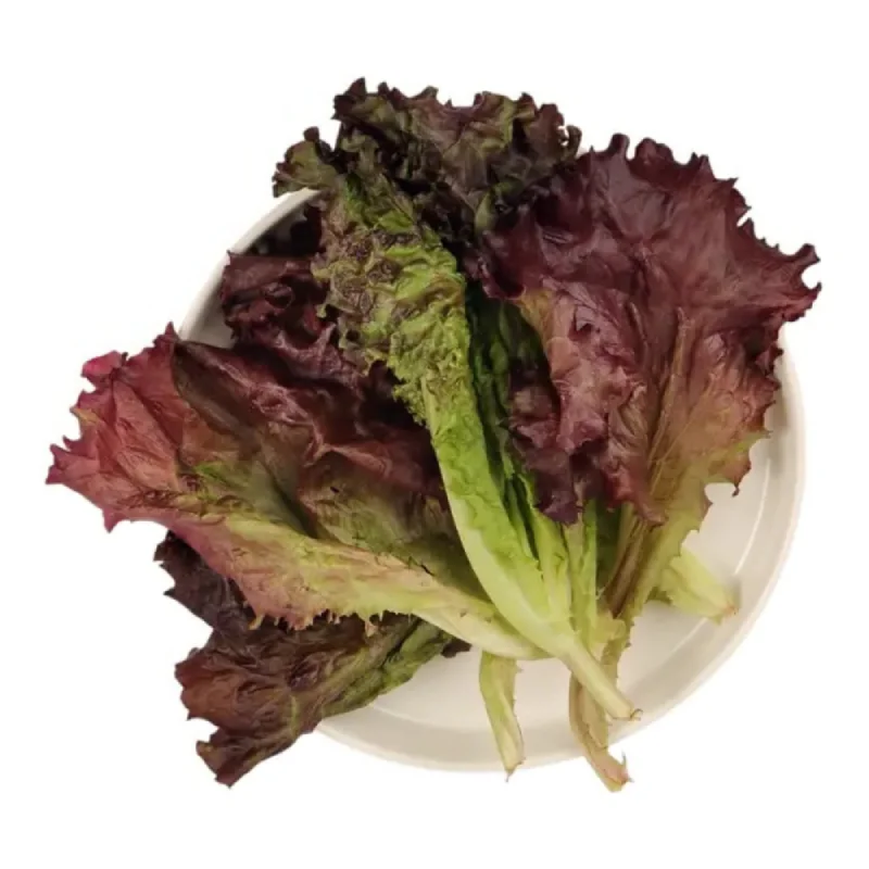 Lettuce-Red-976532891 Lettuce Loloroso/Red