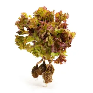 Lettuce-lollo-rosso