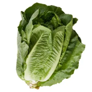 Lettuce Romain
